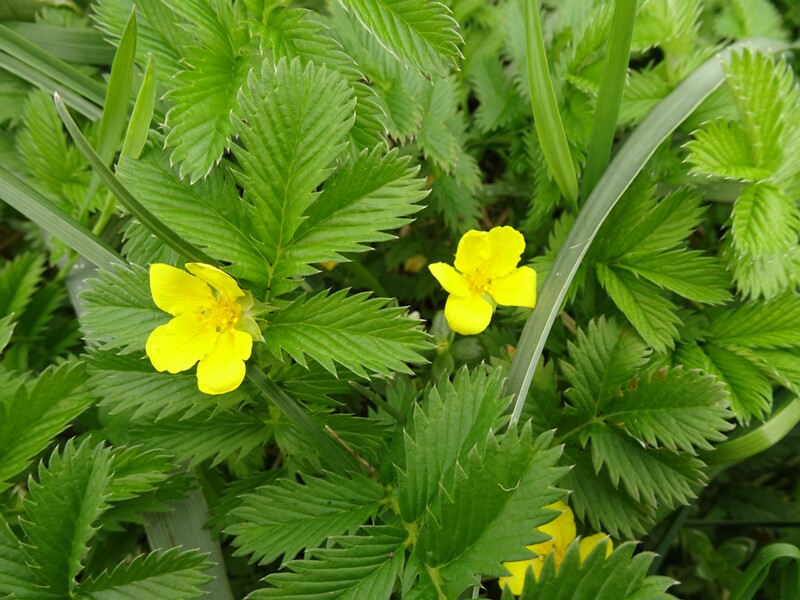 en. Alpine Cinquefoil, ru. Лапчатка Кранца, lat. Potentilla crantzii