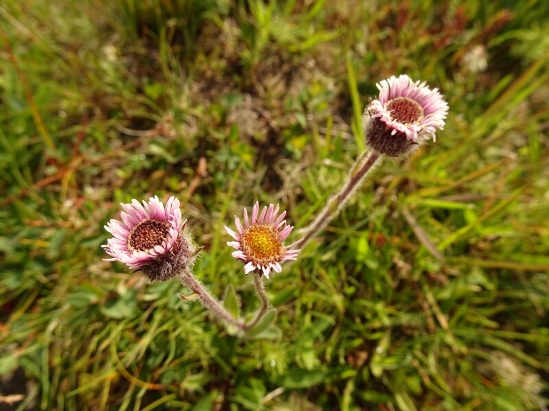 en. Arctic Alpine fleabane, ru. Мелколепестник низкий, lat. Erigeron humilis