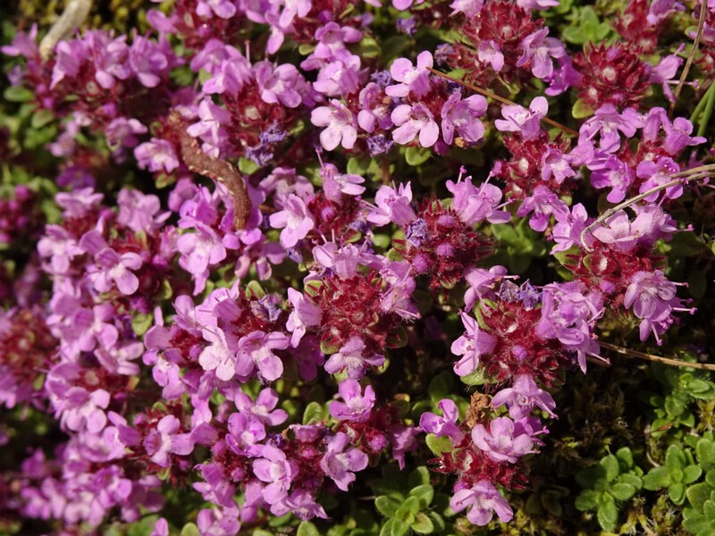 en. Arctic Creeping Thyme, ru. Тимьян ранний подвид арктический, lat. Thymus praecox subsp. arcticus