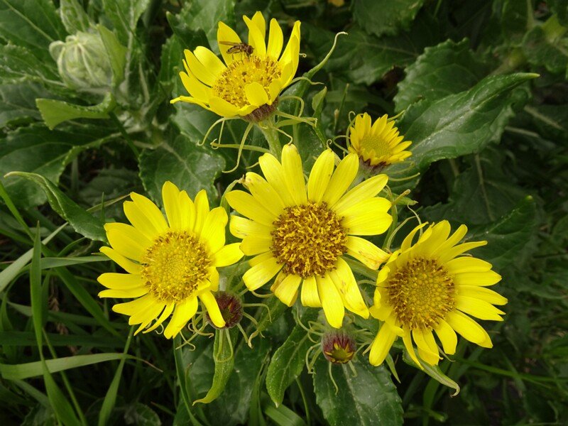 en. Common sunflower, ru. Подсолнечник однолетний, lat. Helianthus annuus
