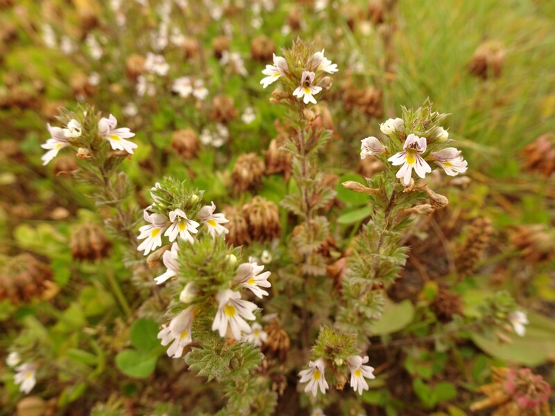 en. Drug Eyebright, ru. Очанка прямая, lat. Euphrasia stricta