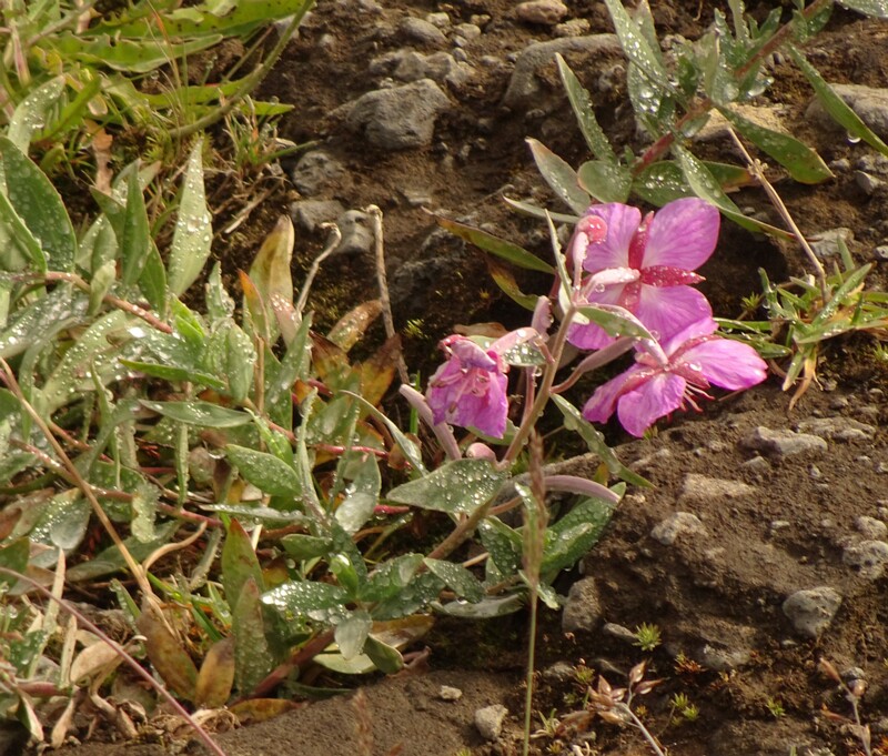 en. Dwarf fireweed, ru. Иван-чай широколистный, lat. Chamerion latifolium