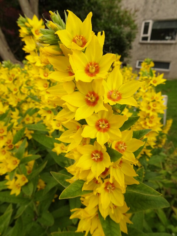 en. Garden loosestrife, ru. Вербейник обыкновенный, lat. Lysimachia vulgaris
