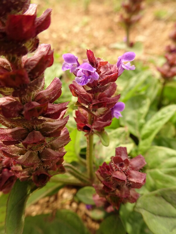 en. Heal-all, ru. Черноголовка обыкновенная, lat. Prunella vulgaris