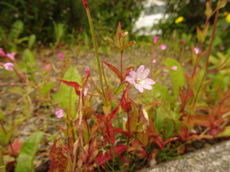 en. Hoary Willowherb, ru. Кипрей мелкоцветковый, lat. Epilobium parviflorum