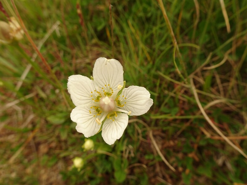 en. Marsh grass of Parnassus, ru. Белозор болотный, lat. Parnassia palustris