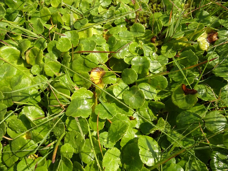 en. Marsh pennywort, ru. Щитолистник обыкновенный, lat. Hydrocotyle vulgaris