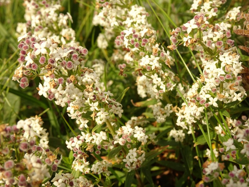en. Northern bedstraw, ru. Подмаренник северный, lat. Galium boreale