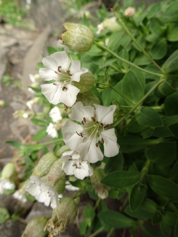 en. Sea Campion, ru. Смолёвка приморская, lat. Silene uniflora