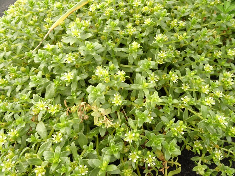 en. Sea Sandwort, ru. Гонкения бутерлаковидная, lat. Honckenya peploides