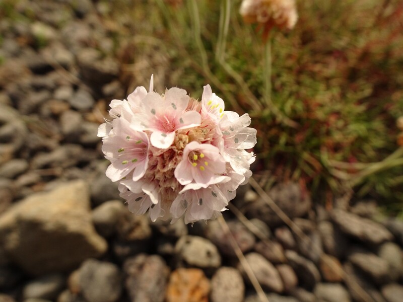 en. Sea thrift, ru. Армерия приморская, lat. Armeria maritima