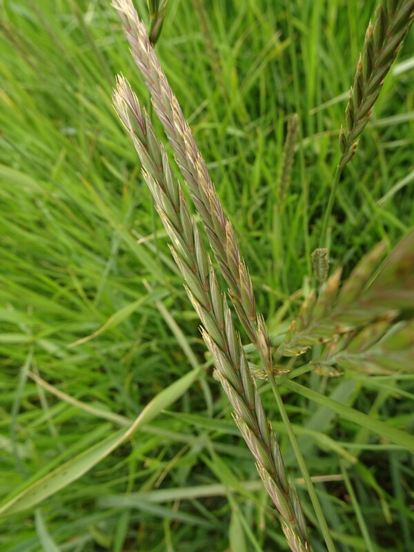 en. Shark Wildrye, ru. Пырейник лисохвостный, lat. Elymus alopex