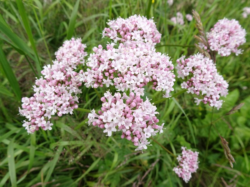 en. Valerian, ru. Валериана лекарственная, lat. Valeriana officinalis