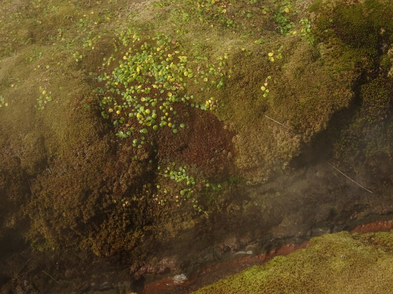 Fluthir 23-Jul-19   15 28 04