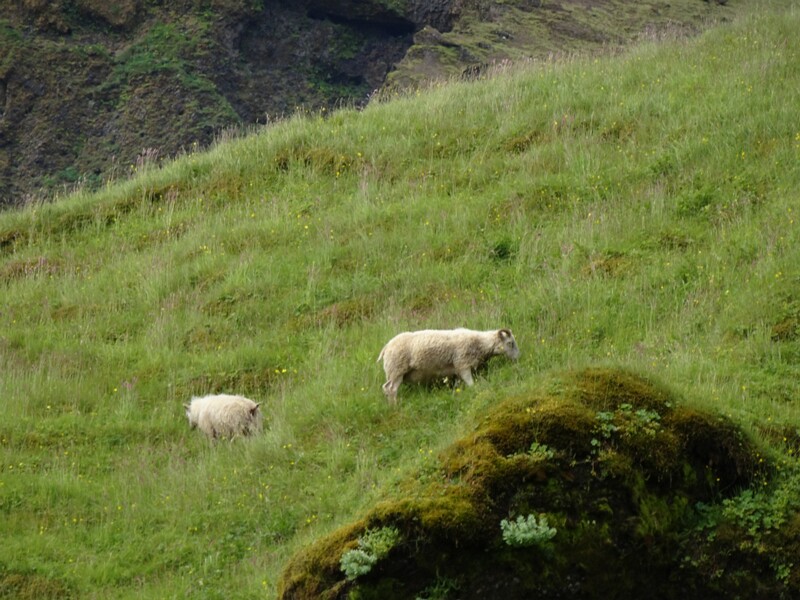 Sheep 25-Jul-19   13 20 08