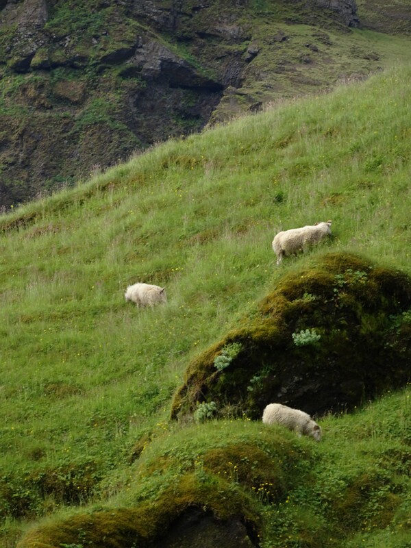 Sheep 25-Jul-19   13 20 16