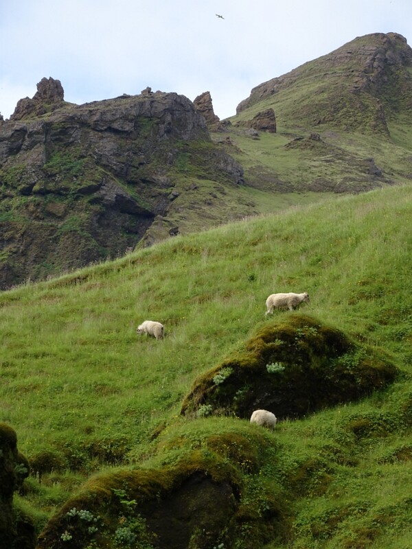 Sheep 25-Jul-19   13 20 30