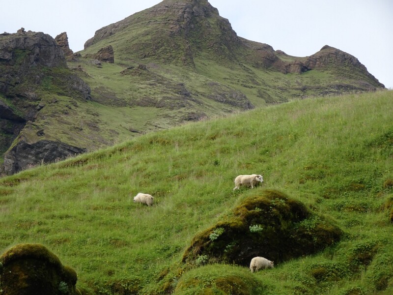 Sheep 25-Jul-19   13 20 40