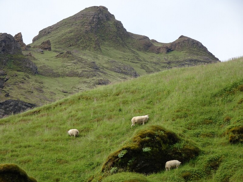 Sheep 25-Jul-19   13 20 48