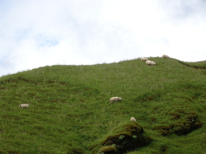 Sheep 25-Jul-19   13 22 52