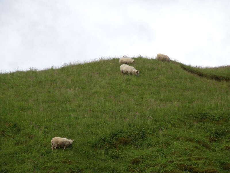 Sheep 25-Jul-19   13 23 04