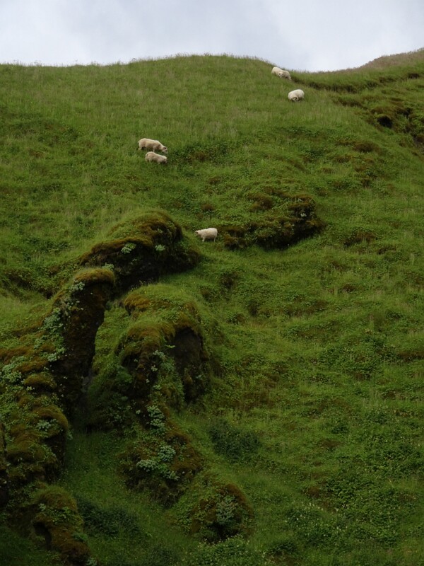 Sheep 25-Jul-19   13 25 38